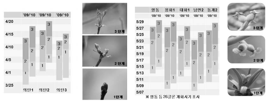 호두나무 개엽시기 및 개화시기 조사