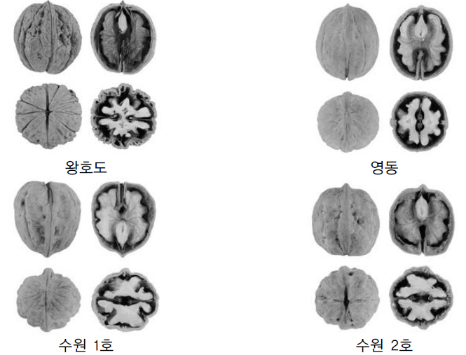 국내 신품종