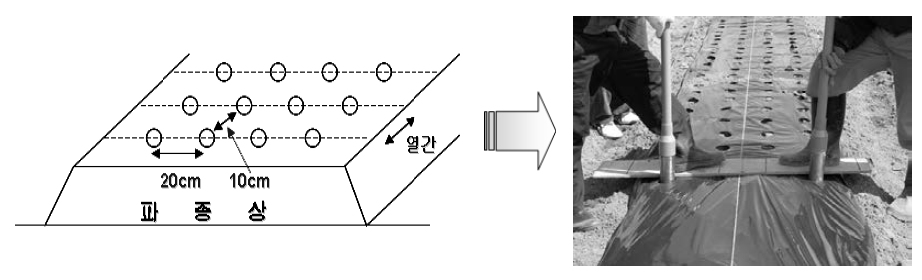 호두나무 파종상