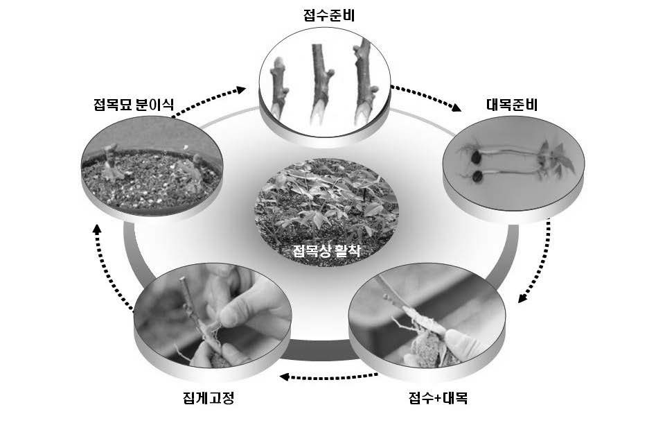 호두나무 유경접목 모식도