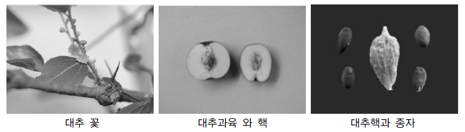 대추의 꽃과 과육 그리고 핵과 종자