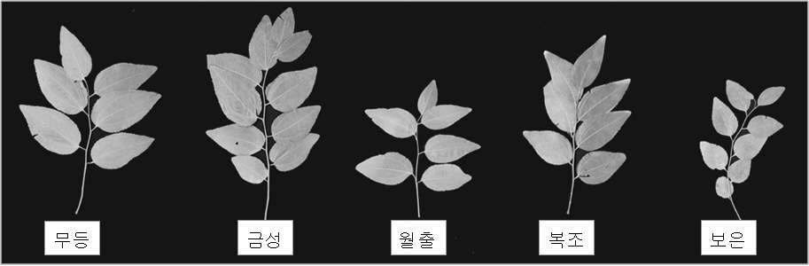 품종별 엽 특성