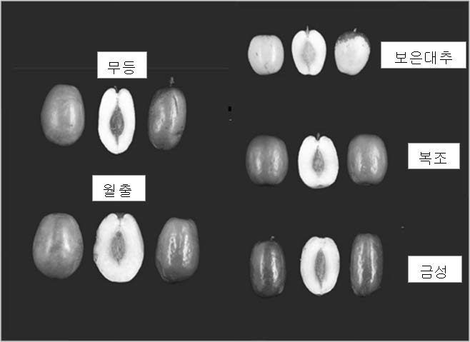 품종별 과실 특성