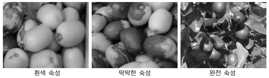 대추의 숙성정도 3단계