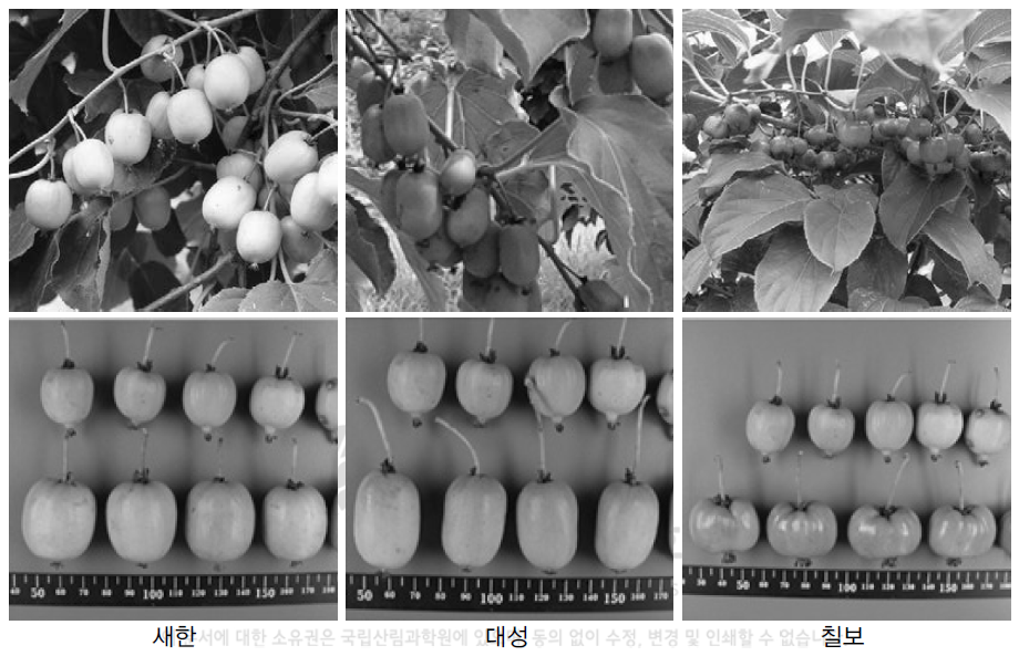 품종별 결실상태 및 과실 비교