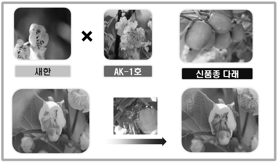 다래 인공교배