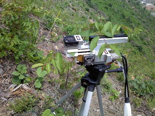 느티나무 조림목 광합성 측정