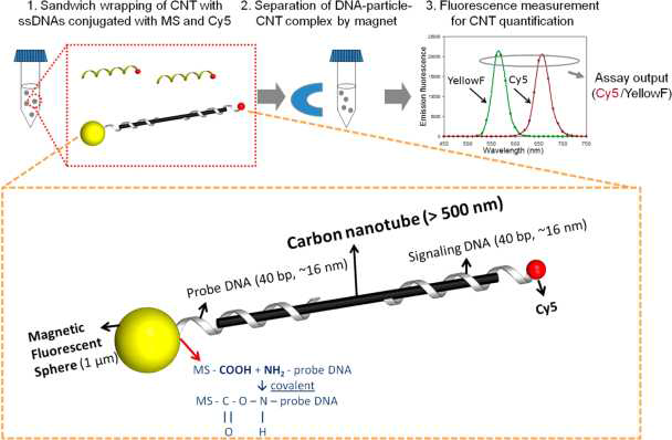 ssDNA와 자성을 지닌 형광구체를 이용한 탄소나노튜브 정량분석기술 방법의 개략도