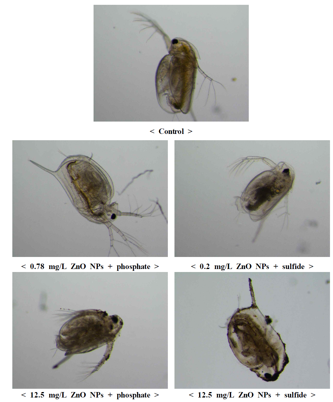 ZnO NPs와 phosphate 및 sulfide의 독성 영향 평가한 물벼룩 사진 ([phosphate] = 10 mg/L, [sulfide] = 50 mg/L).