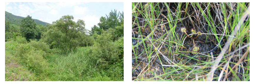 landscape of Gusudong wetland(left), Drosera rotundifolia of Gambangsan wetland(right).