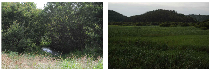Landscapes of Baekseokje wetland.