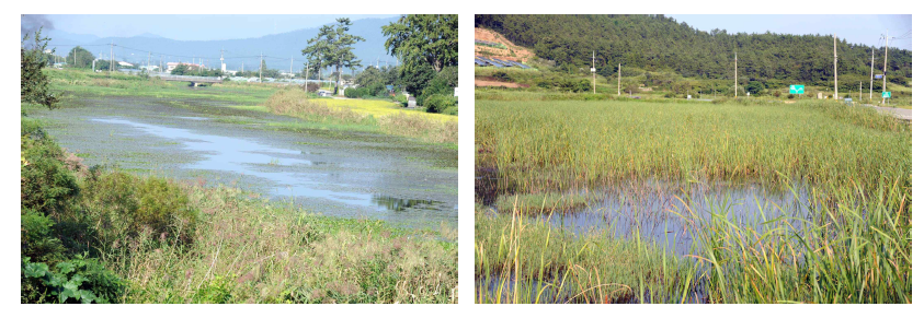 Landscapes of Yongmulsso wetland(left) and hwalmok wetland(right).