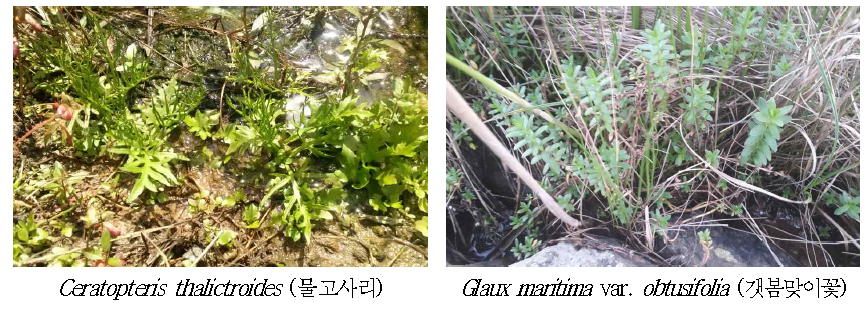 Endangered wild plants in Donghae 1 zone.