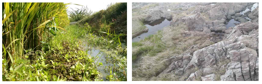 Landscapes of Dunchido wetland(left) and Dangsahaean wetland(right).