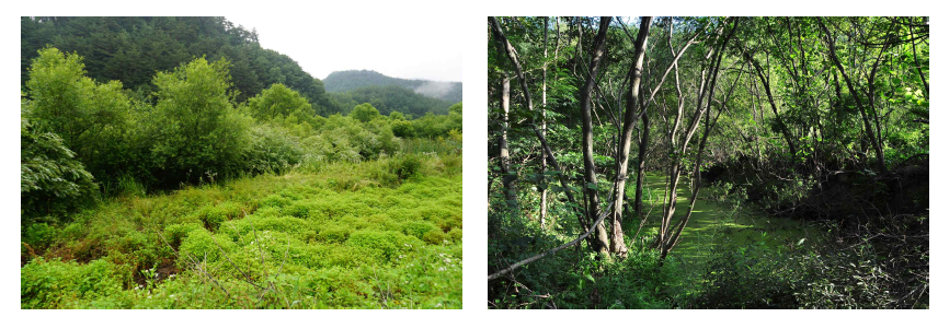 Landscapes of Wangpiri wetland(left) and Icheonri wetland(right).