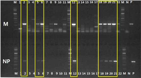 Results of conventional RT-PCR for M, NP genes of feces(‘15.11.16)