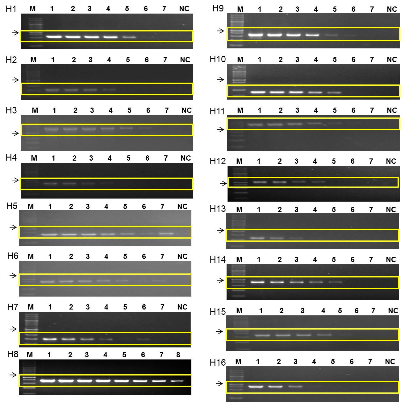 Sensitivity of AIV primers for HA1-16