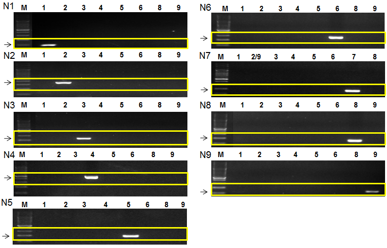 Specificity of AIV primers for NA1-9.