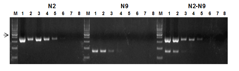 Sensitivity of AIV primer for N2 and N9 duplex.