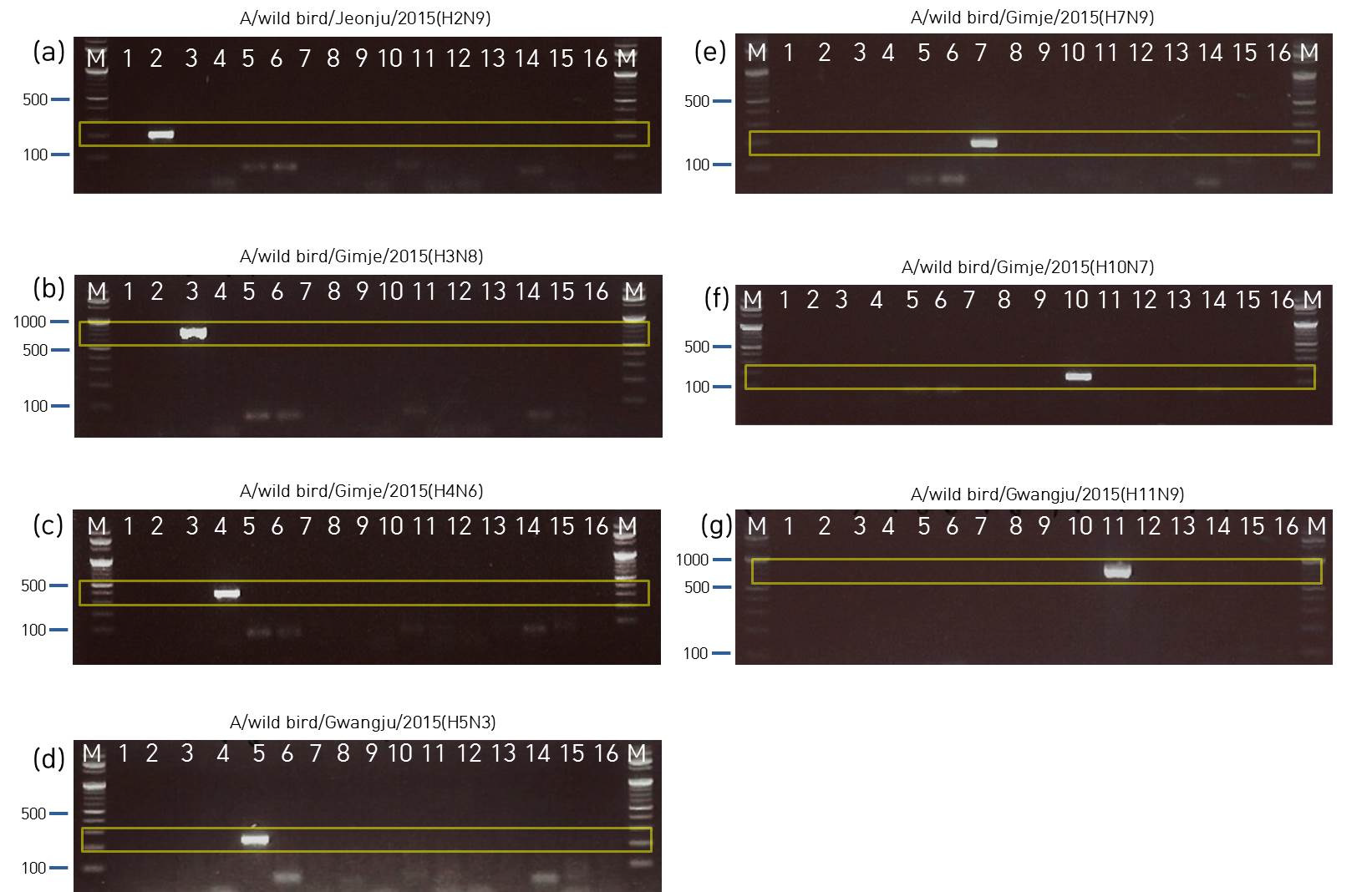 Results of HA1-16 conventional RT-PCR with known AIVs.