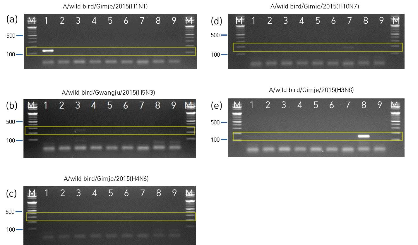 Results of NA1-9 conventional RT-PCR with known AIVs.