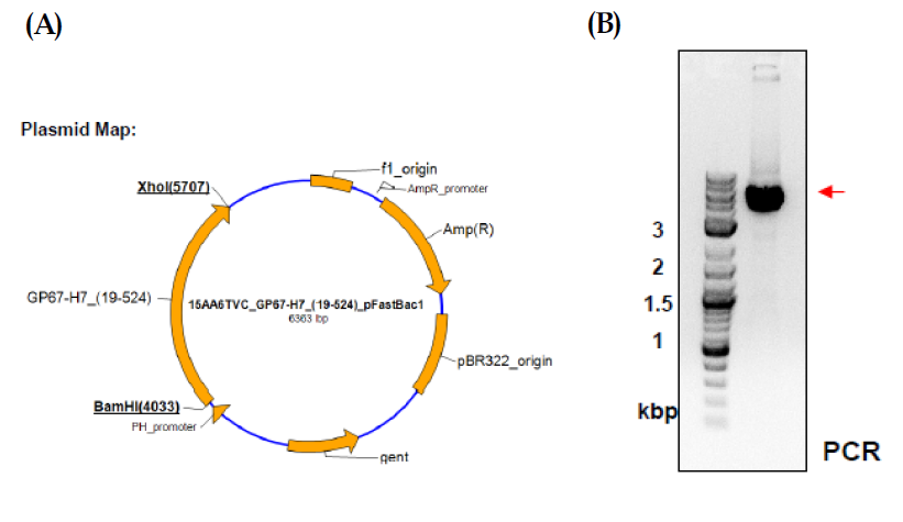 H5 transfer vector construction maps(A) and gene cloning(B).