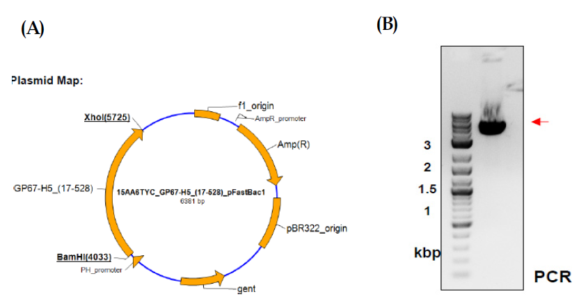 H7 transfer vector construction maps(A) and gene cloning(B).