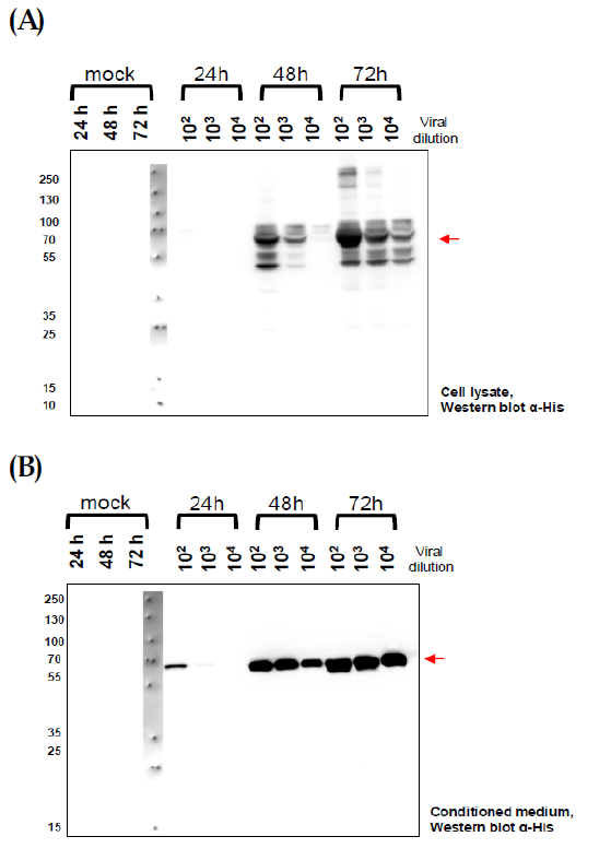 Results of H5 expression depend on time-courses(A) and dilutions(B).