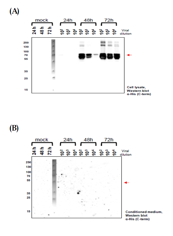 Results of H7 expression depend on time-courses(A) and dilutions(B).