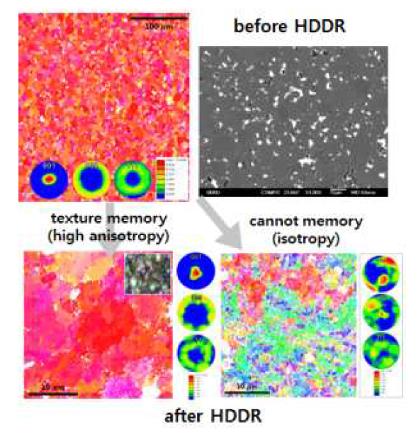 HDDR 공정에 따른 이방화 거동의 직접적인 관찰