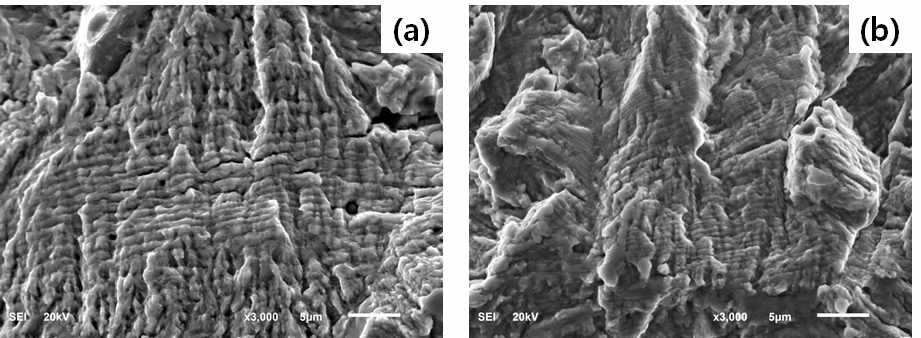 500 MPa조건에서 파괴된 시편. 피로 균열 시작점에서 1.6mm 떨어진 곳의 파면 (a) 0.38N (b) 0.59N