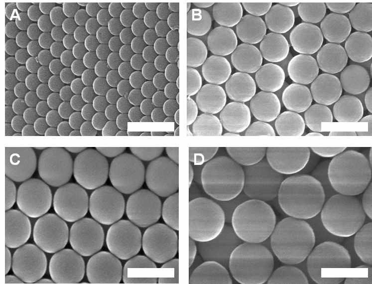 SiO2 나노입자의 SEM사진 (A) 170 nm (B) 250 nm (C) 350 nm (D) 500 nm (scale bar: 500 nm)