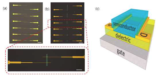 제작된 All-printed TFT의 광학현미경 사진, (a) EHD printing 공정을 이용하여 전극을 인쇄한 모습, (b) 인쇄된 전극 위에 산화물 반도체 layer를 인쇄한 모습, (c) coplanar bottom 구조의 TFT