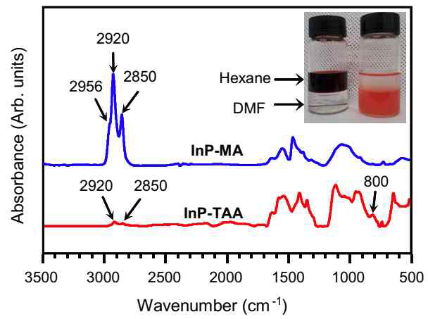 리간 드 교환 전(InP-M A)/후 (InP-TA A ) InP 양 자점의 FT- IR 스펙트 럼 결과