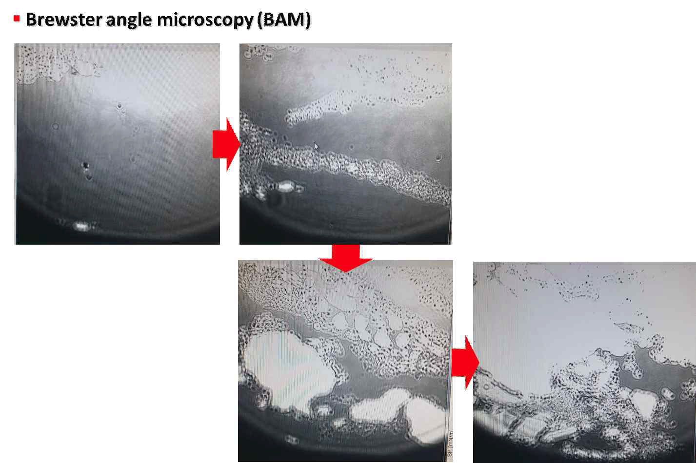 BAM을 통하여 관찰한 LB trough의 표면사진