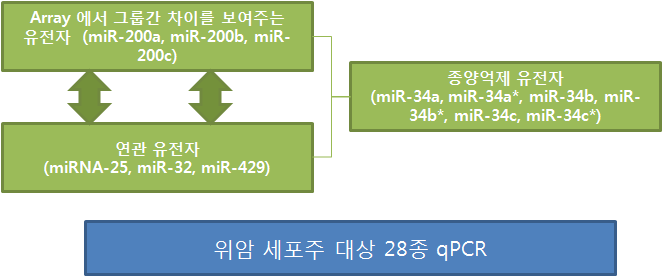 위암세포주 대상 miRNA 실험 대상