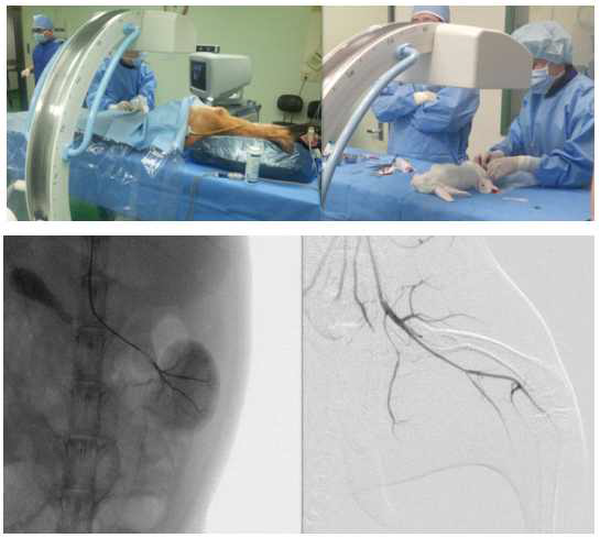 개와 토끼를 이용한 FPD C-arm1차 동물실험 및 토끼혈관 색전술 영상