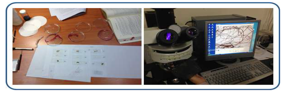이중시약(Astra Blue와 Safranin) 정색반응 및 현미경 관찰