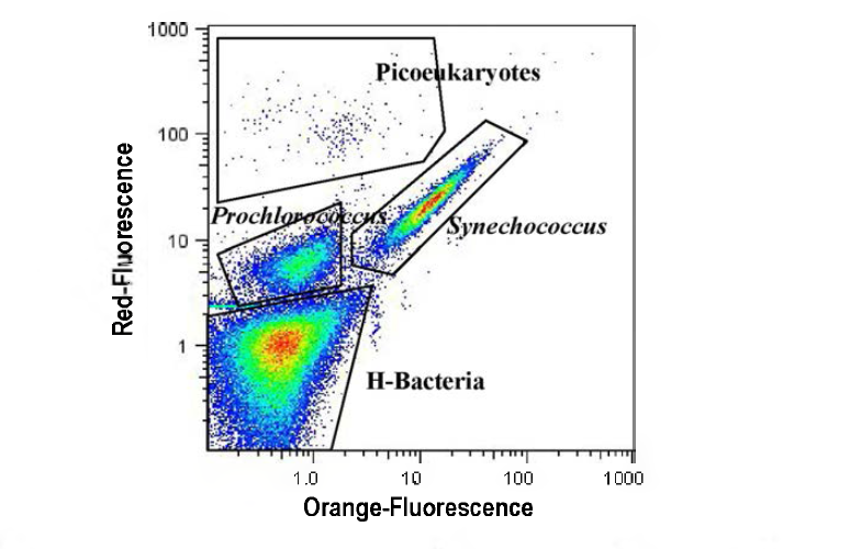 An example of flow cytometric analyses oi samples irom the East China Sea.