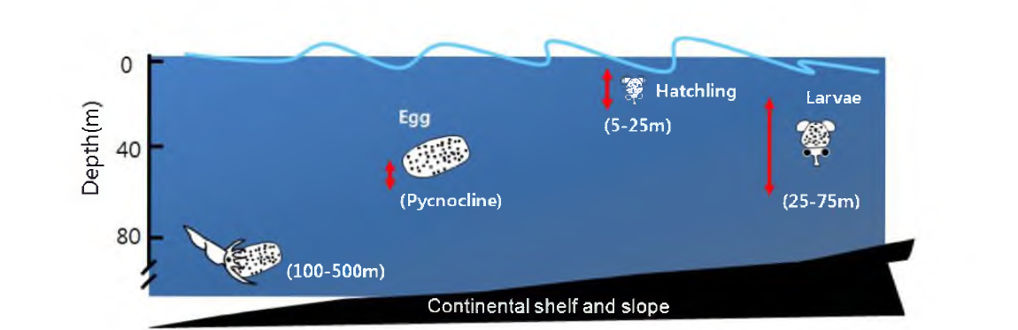 Spawning behavior and variability in depth with ontogeny.