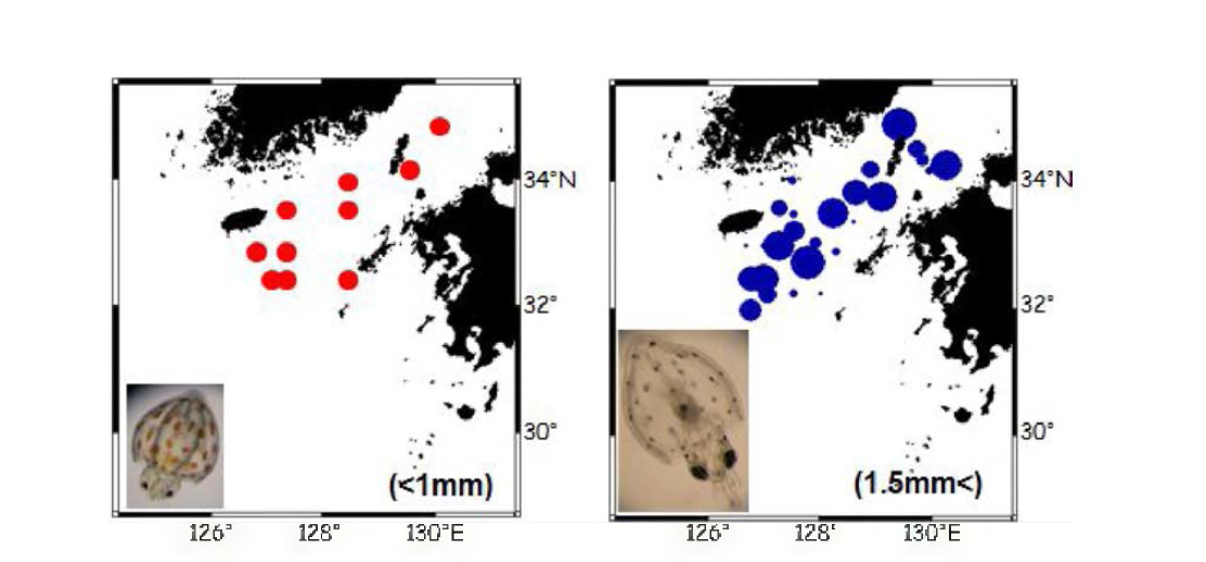 Distribution of common squid larvae categorized as mantle length( photo from Sakurai).