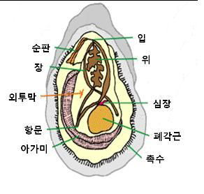 굴의 부위별 명칭