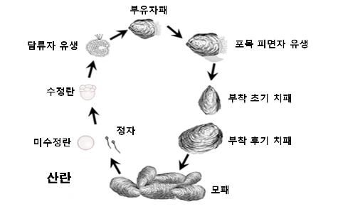 굴의 생활사