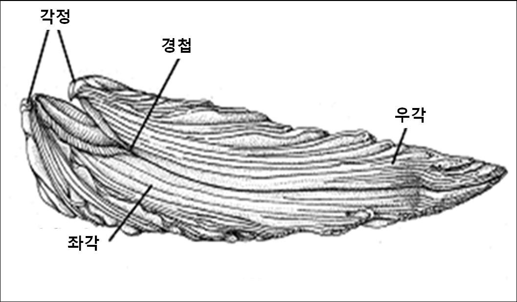 굴 패각 우각과 좌각의 구별