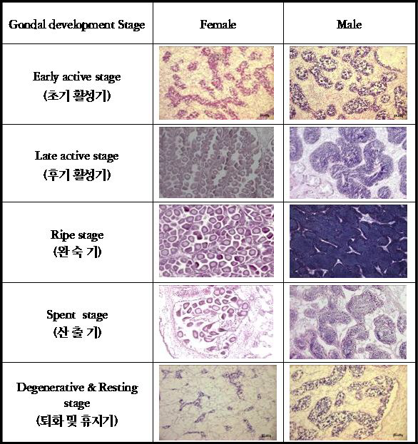 굴 생식소 발달 단계의 조직학적 구분