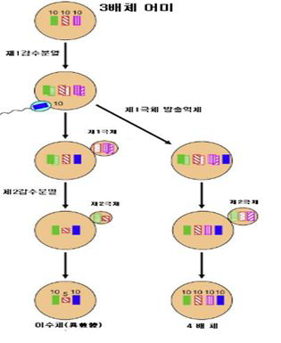 3배체를 이용한 4배체 생산 기본 개념 모식도