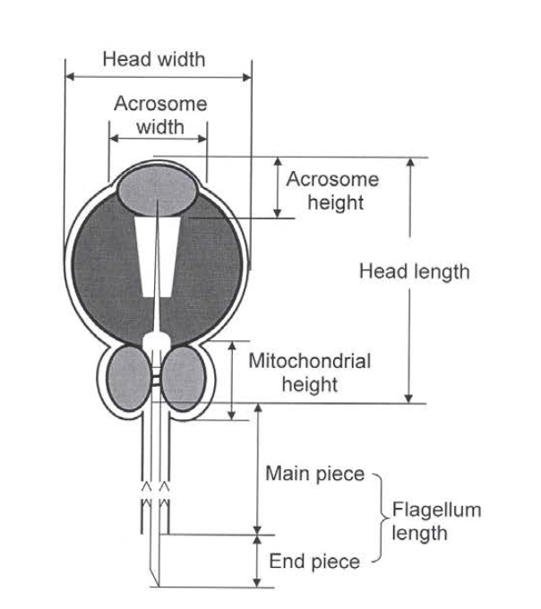 Galtsoff and Philpott (1960)가 제시한 굴 정자의 형태