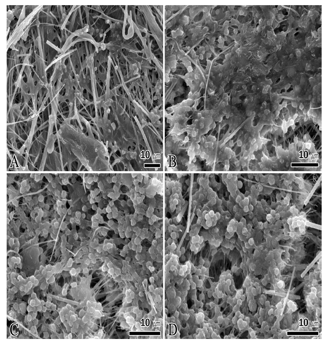 Methanol를 사용하여 냉동보존 한 참굴 정자의 냉동/해동 후 주사전자현미경 사진