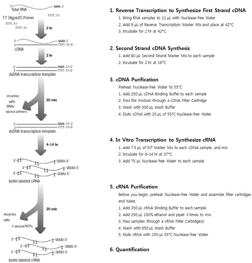 Illumina TotalPrepTM kit를 이용한 RNA amplication