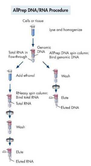 QIAGEN AllPrep DNA/RNA Mini Kit를 이용한 DNA와 RNA 샘플의 동시 추출